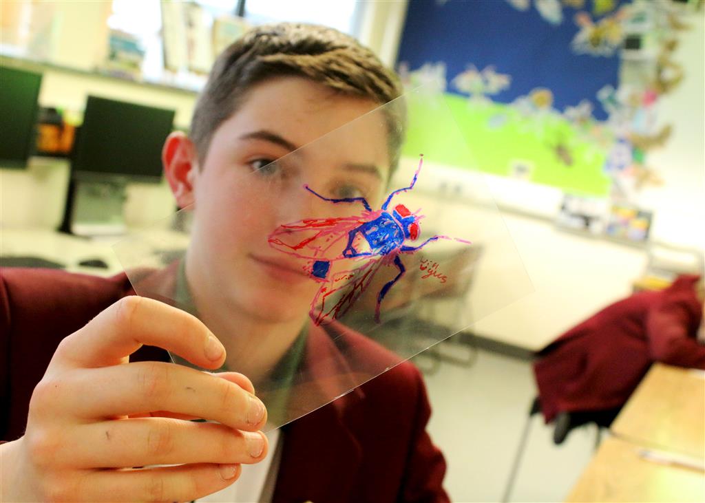 Year 7 get creative studying insects