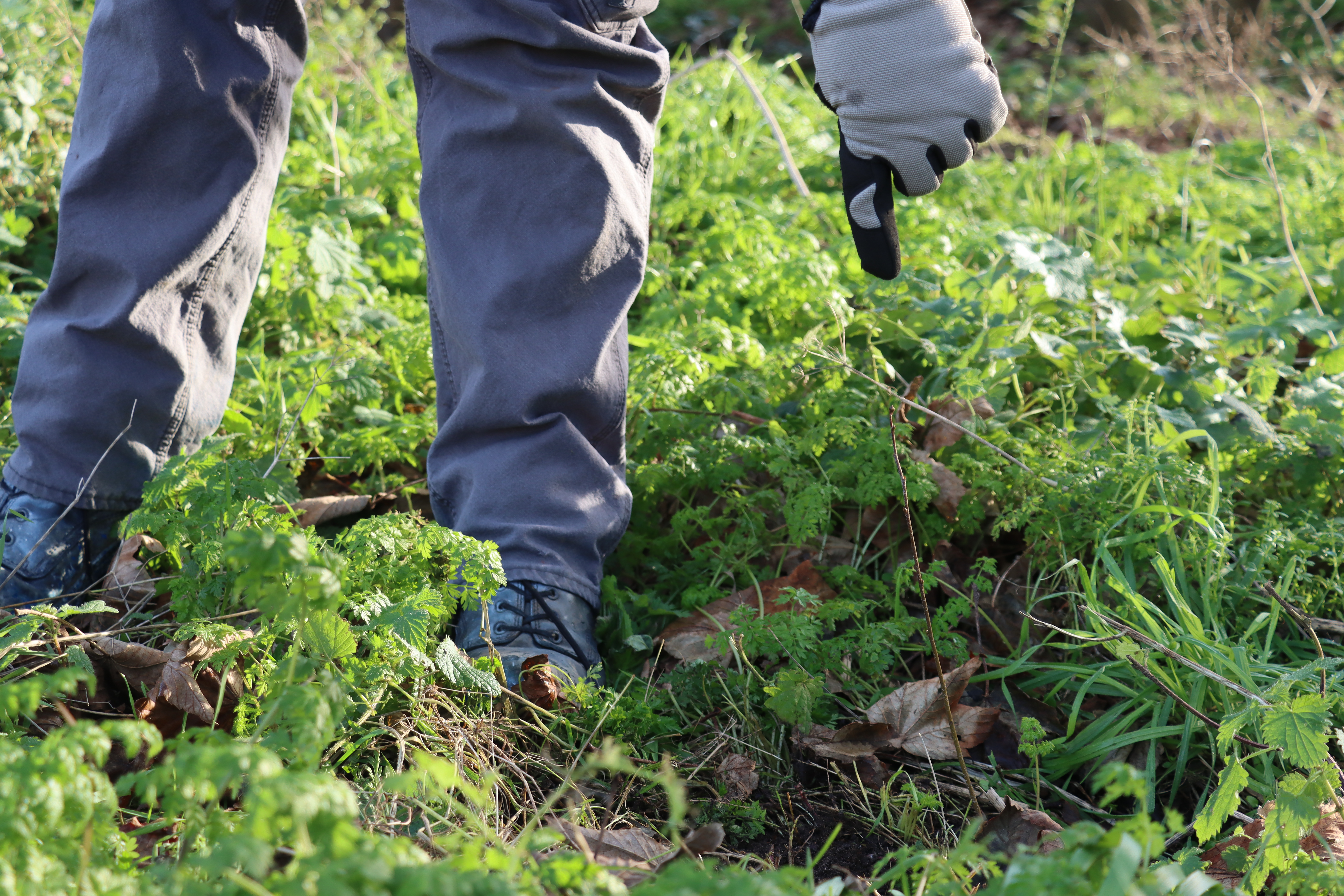 Newly planted seedling trees planted at AKS Lytham