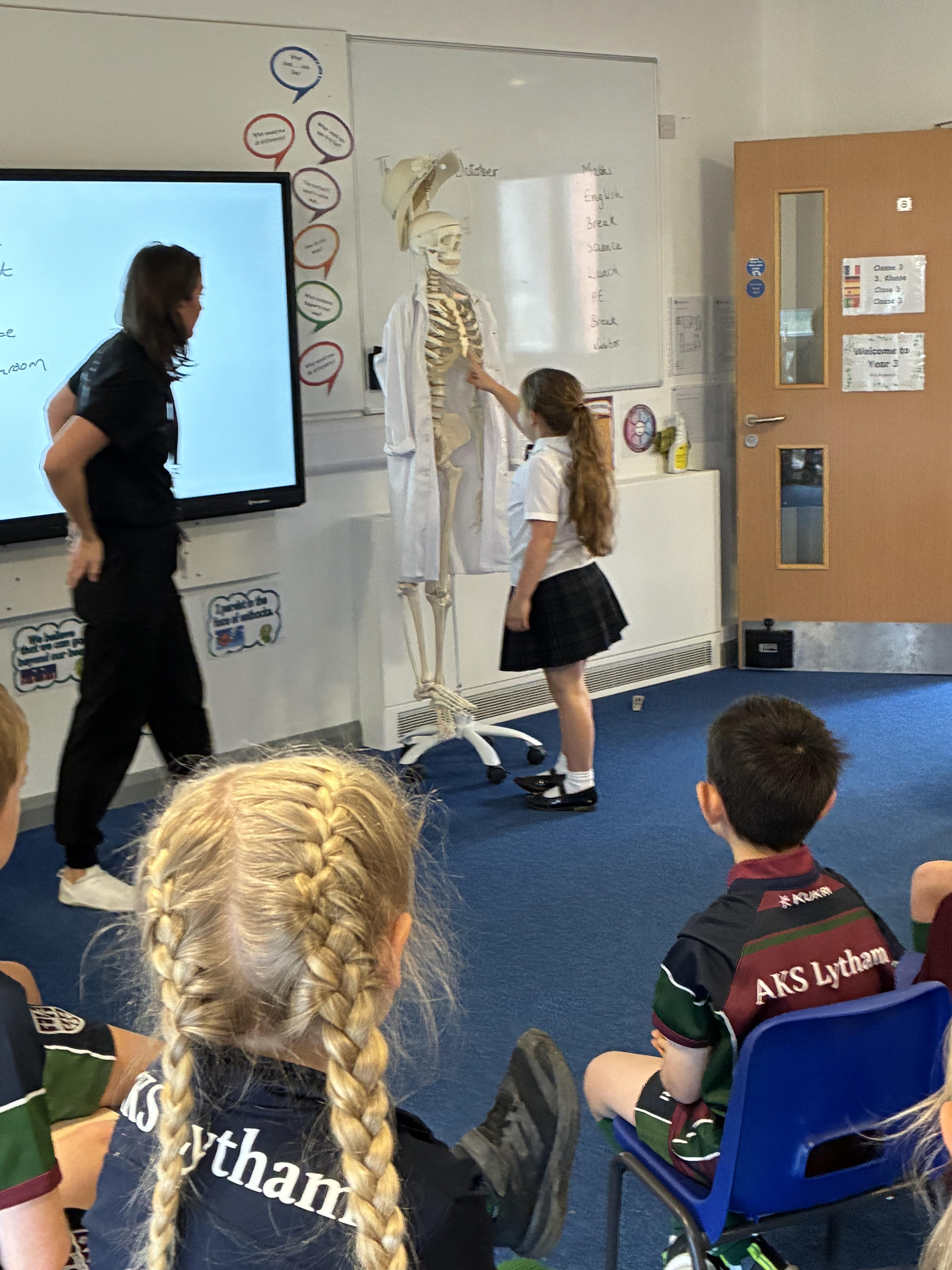 Year 3 Explore the Wonders of the Human Skeleton