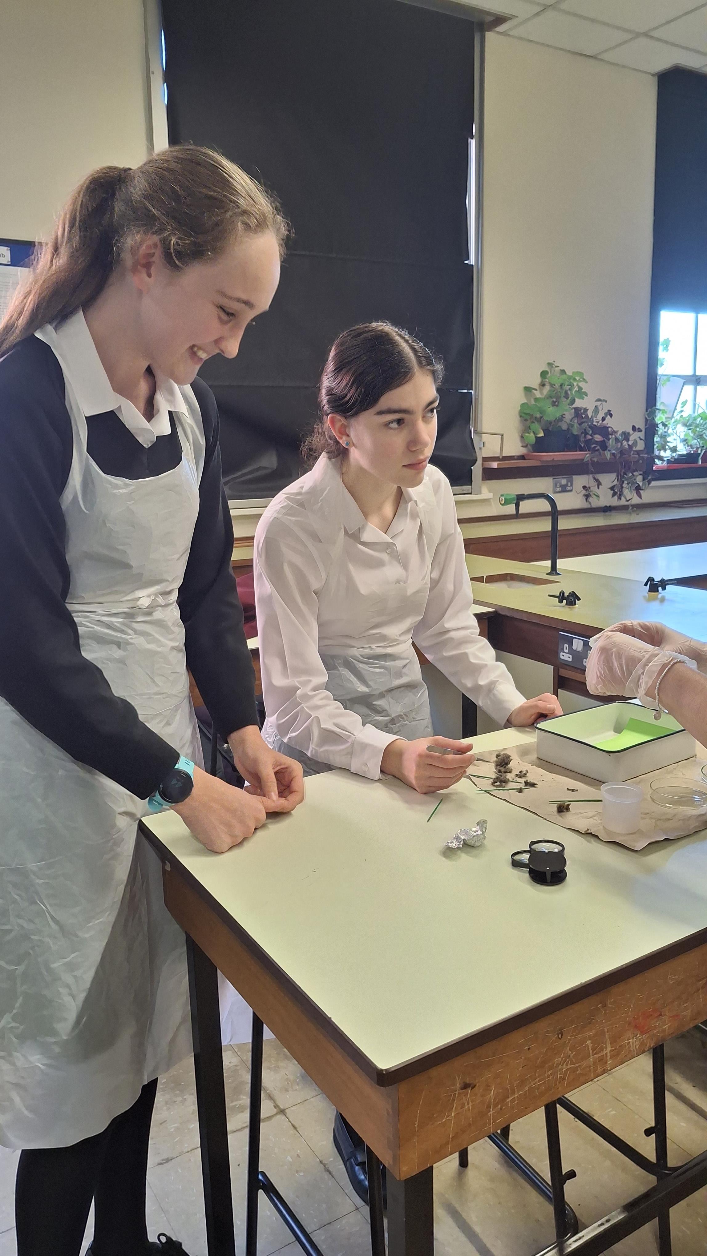 What’s Inside an Owl Pellet? Dissection Club Finds Out
